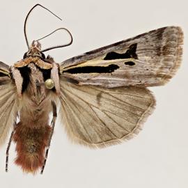  Agrotis  sp., adult male